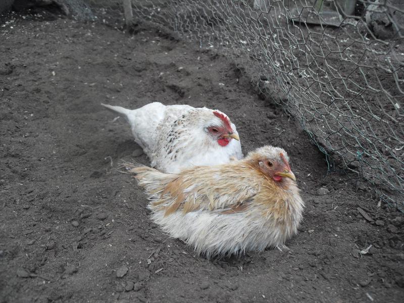 Rusty and Freckles are left dust bathing together