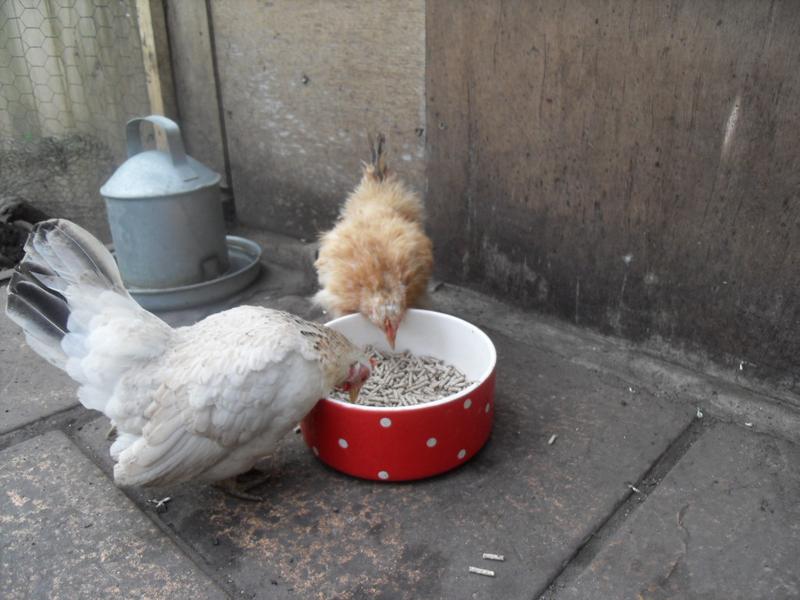 Rusty and Freckles at the food dish