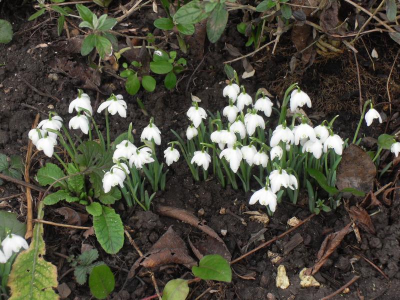 Snowdrops in the garden