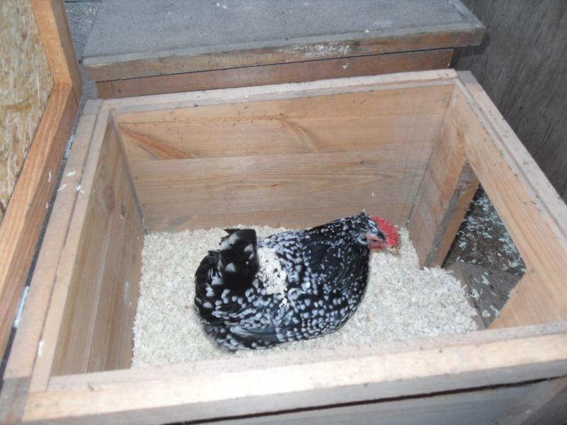 Speckles camaflauges herself with pine shavings