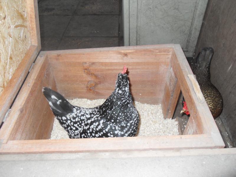 Speckles is in the nest box