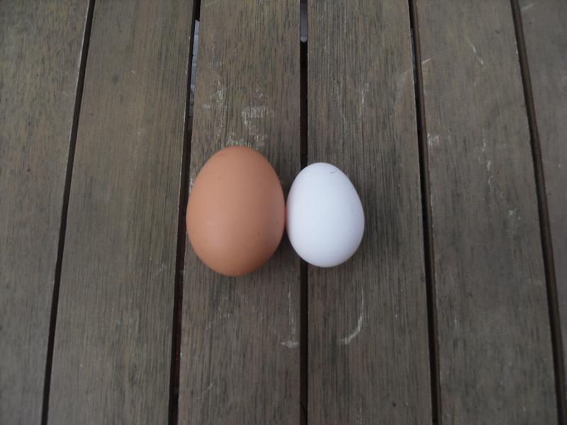 The tiny egg compared to a medium sized shop bought egg