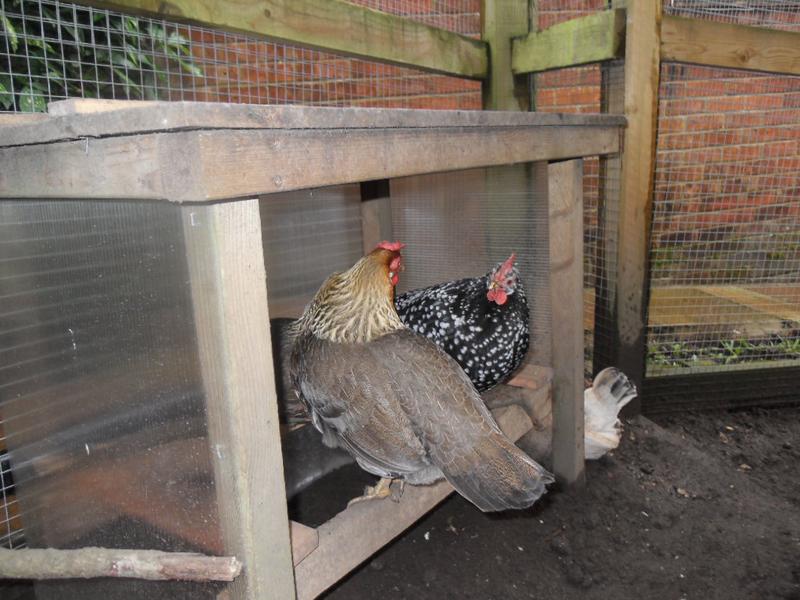 Three girls in the shelter