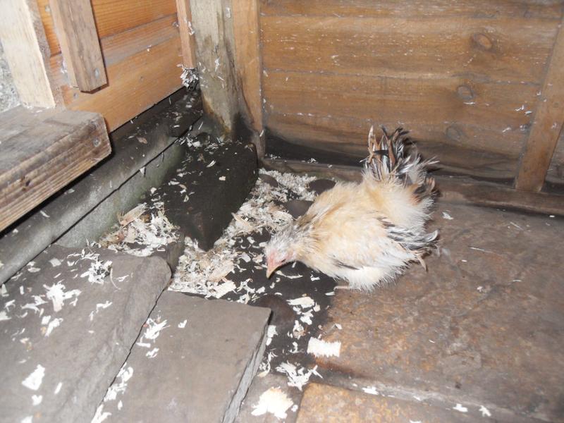 Apricot isn't in such a hurry to leave as Cinnamon and Dandelion