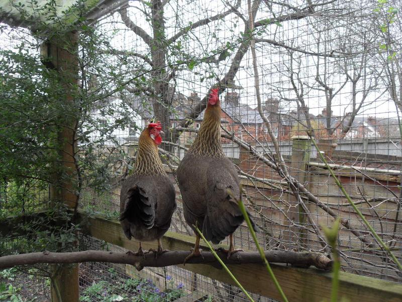 Peaches and Barley have discovered that they can reach some green leaves from here