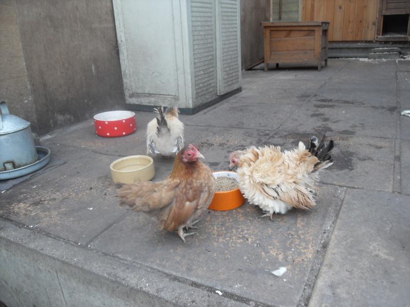 All three girls on the patio