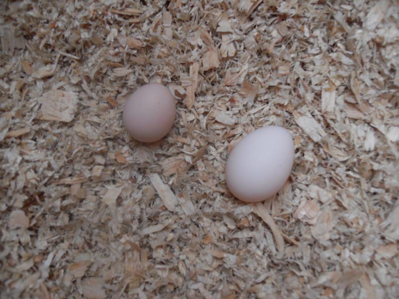 Emerald's and Freckles warm eggs together in the nest box