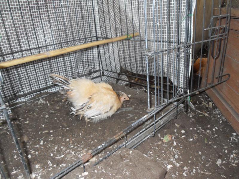 Apricot is now happy to scratch and peck in the shelter
