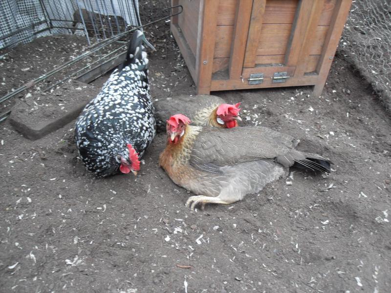 As usual these girls make the most of the dust bath