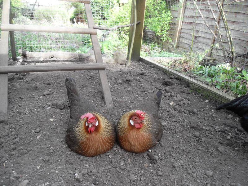 Barley and Peaches are doing their impression of book ends