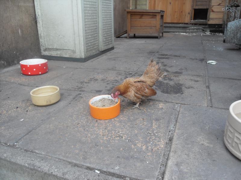 Cinnamon has some mash on the patio