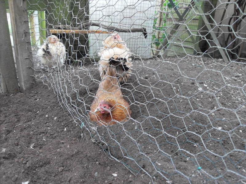 Cinnamon makes a deep hole to dust bath in