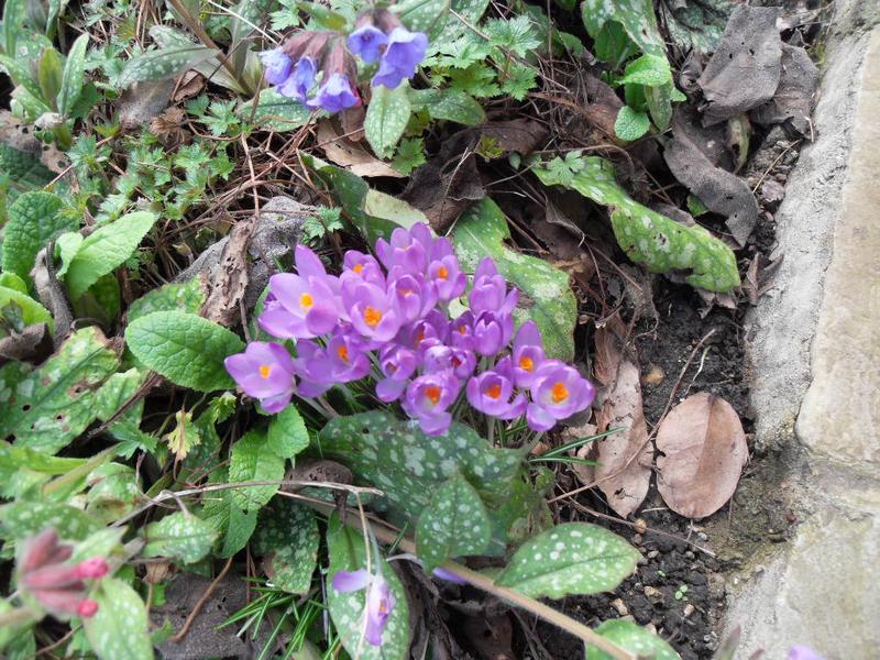 The crocus are opening at last