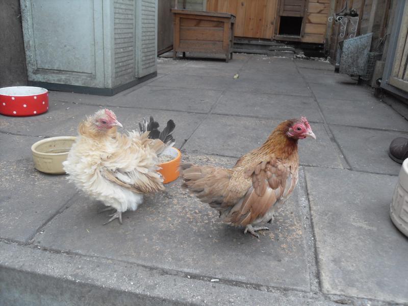 Dandelion and Cinnamon made it to the patio again