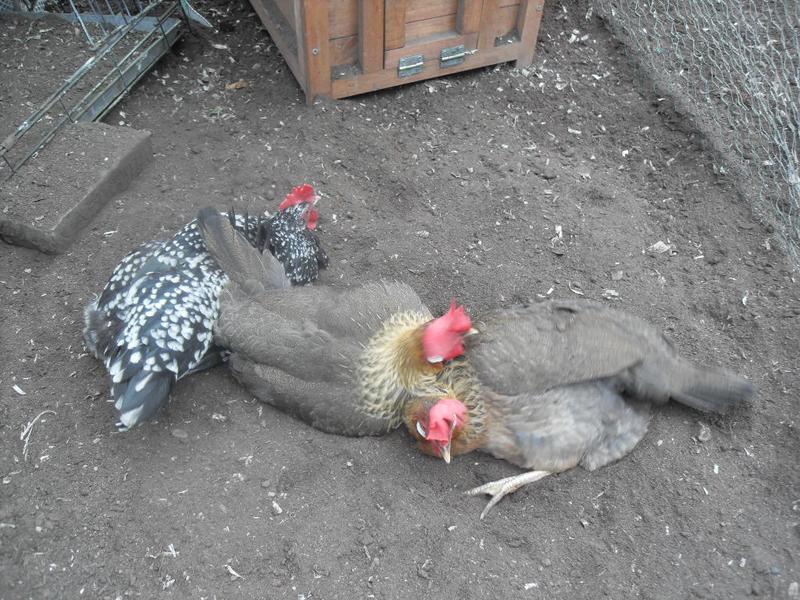 Dust bathing in the favourite spot