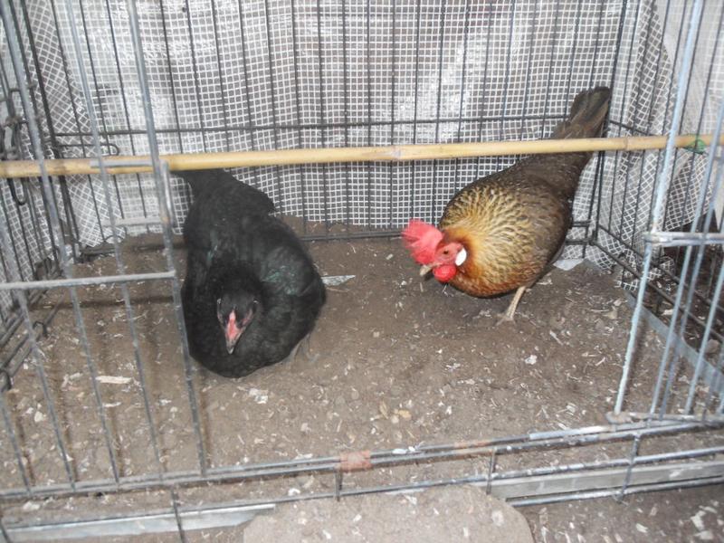 Emerald and Peaches in the "new" dust bath