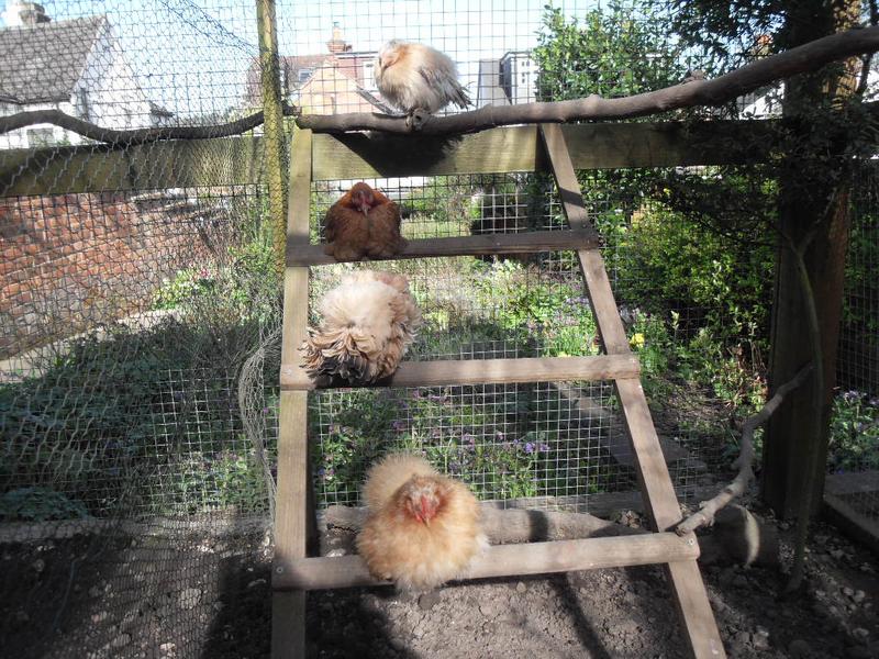 Four little girls snoozing on the ladder