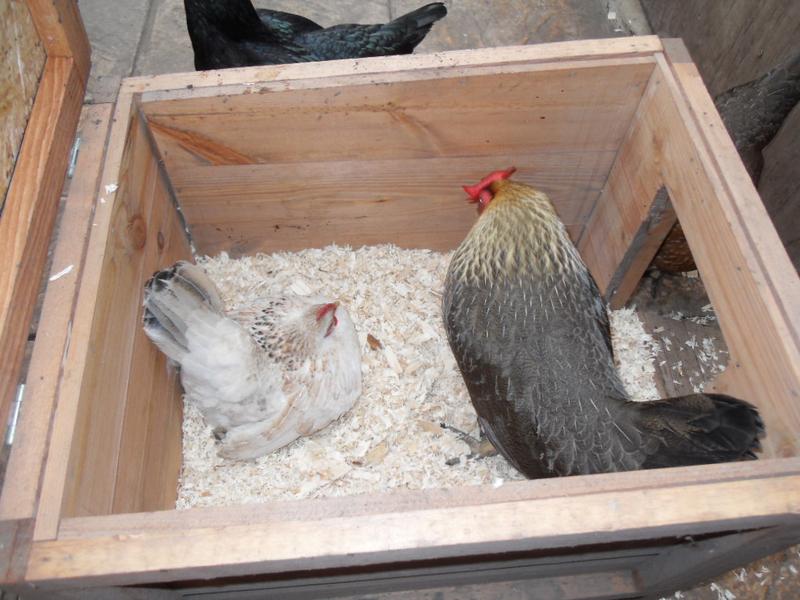 Freckles and Peaches share the nest box