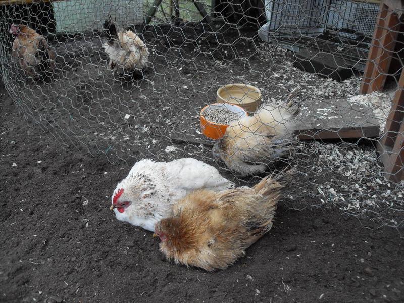 Freckles and Rusty have a dust bath together