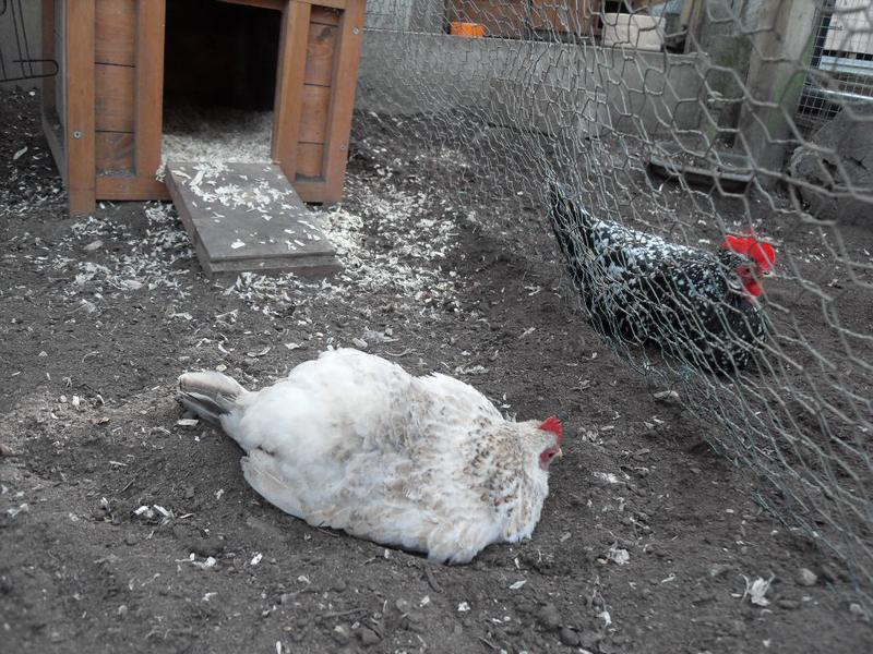 Freckles is dust bathing on the other side of the wire