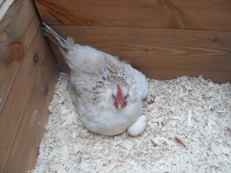 Freckles sitting with three eggs again