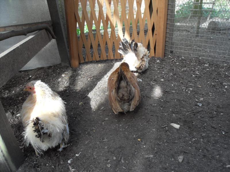 I use the temporary gate to keep them from the ladder