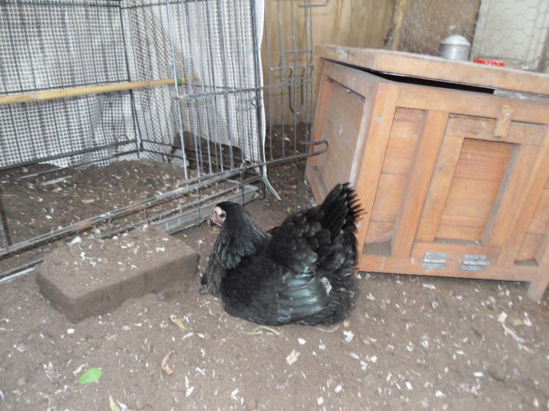 It's Emerald's turn in the dust bath