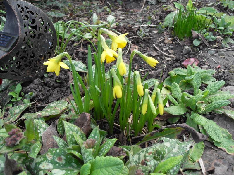 Some of the miniature daffs are almost open