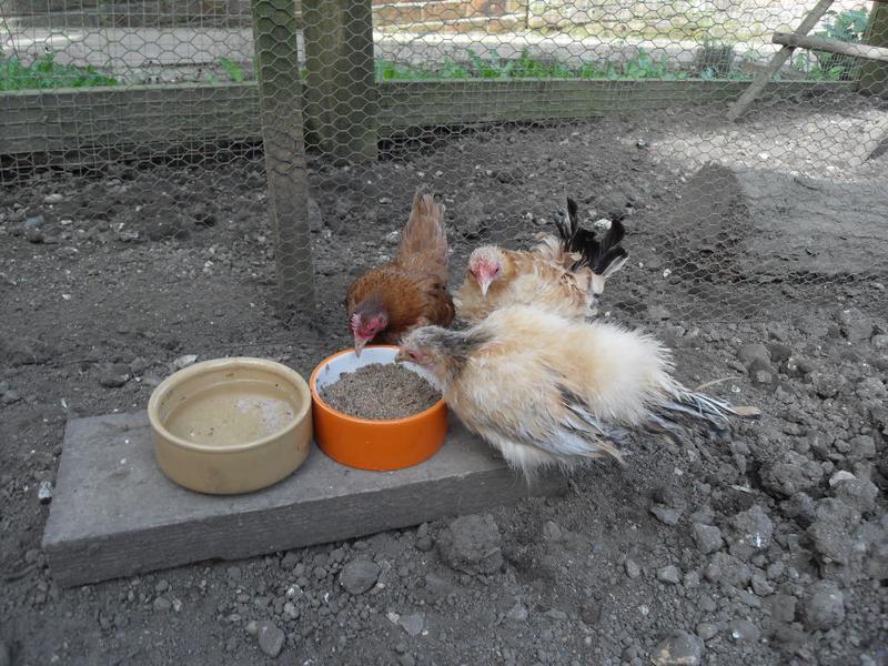 New girls at the new feeding station