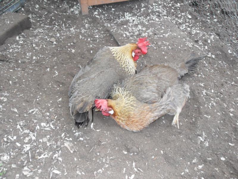 Peaches and Barley dust bath on the other side of the run