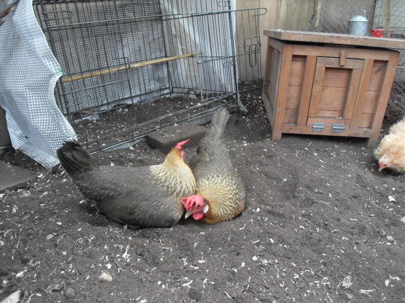 Peaches and Barley make the most of their favourite dust bathing spot again