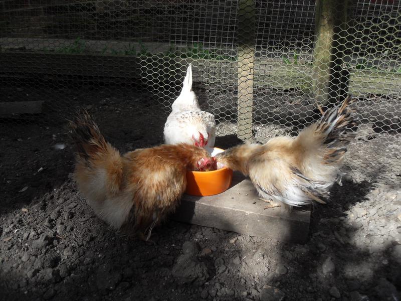 Rusty and Apricot have their heads in the dish together!