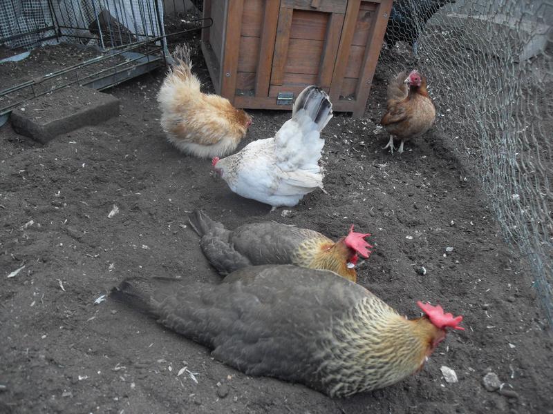 Rusty and Freckles join the dust bath and Cinnamon is nearby