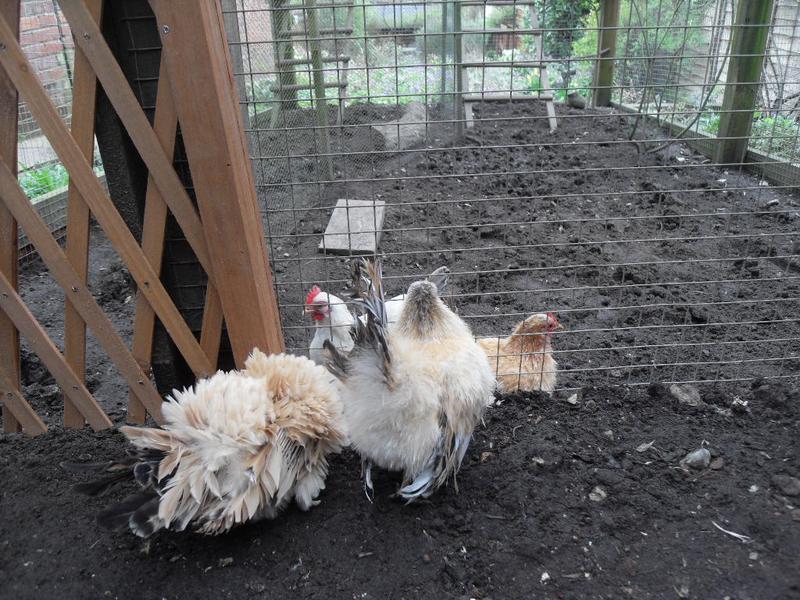 Rusty and Freckles are in chicken jail