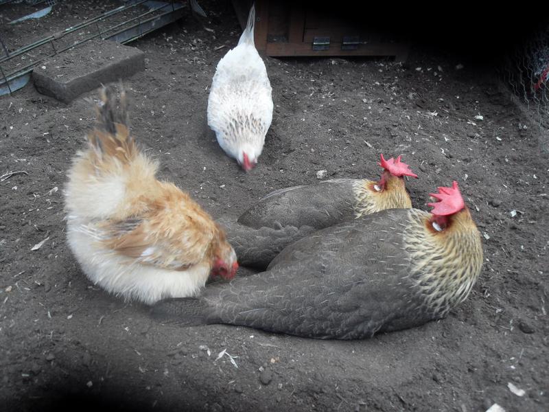 Rusty and Freckles peck around Peaches and Barley