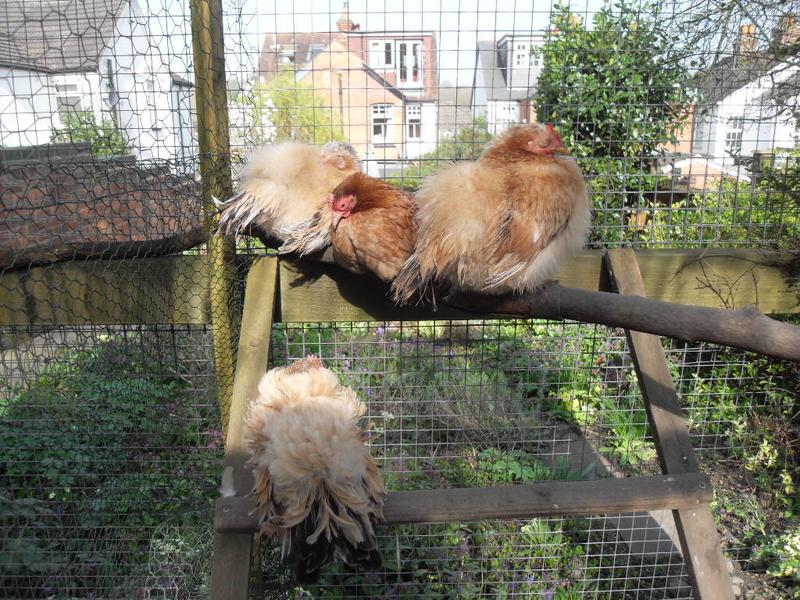 Rusty snoozes in the sun on the same perch as Cinnamon and Apricot