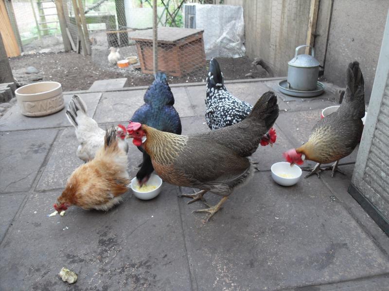 Scrambled eggs for the girls
