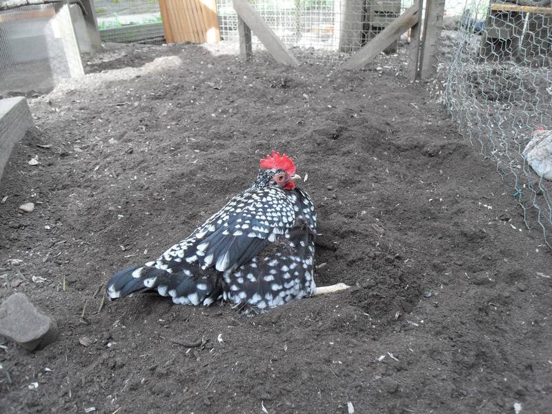 Speckles is in a dust bath