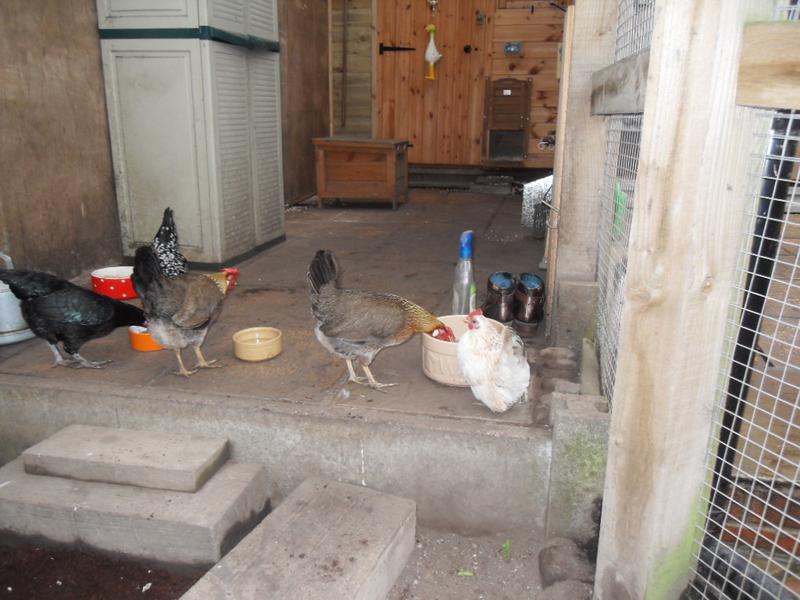 The bigger girls and Freckles are busy at the food and water