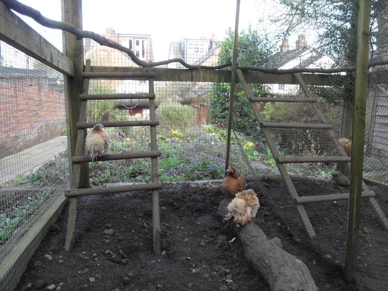 The new girls perch