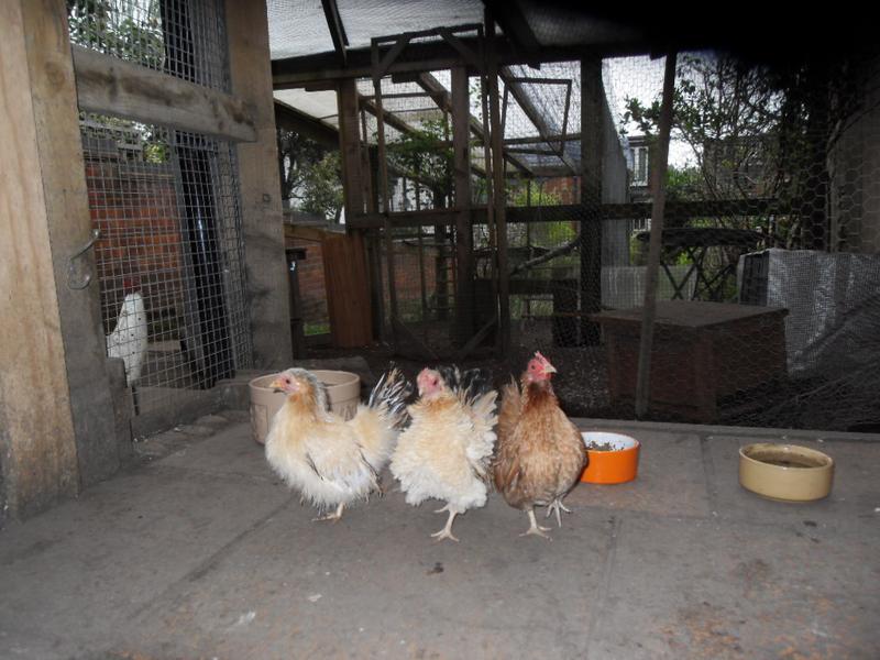 The three amigos head up the patio towards the chicken shed
