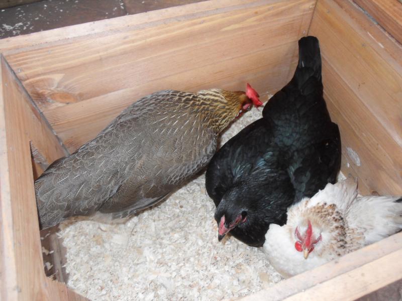 The three girls settled down together