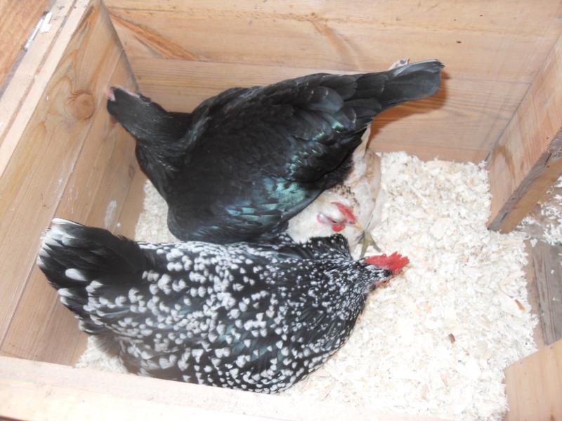 These three girls settled together eventually