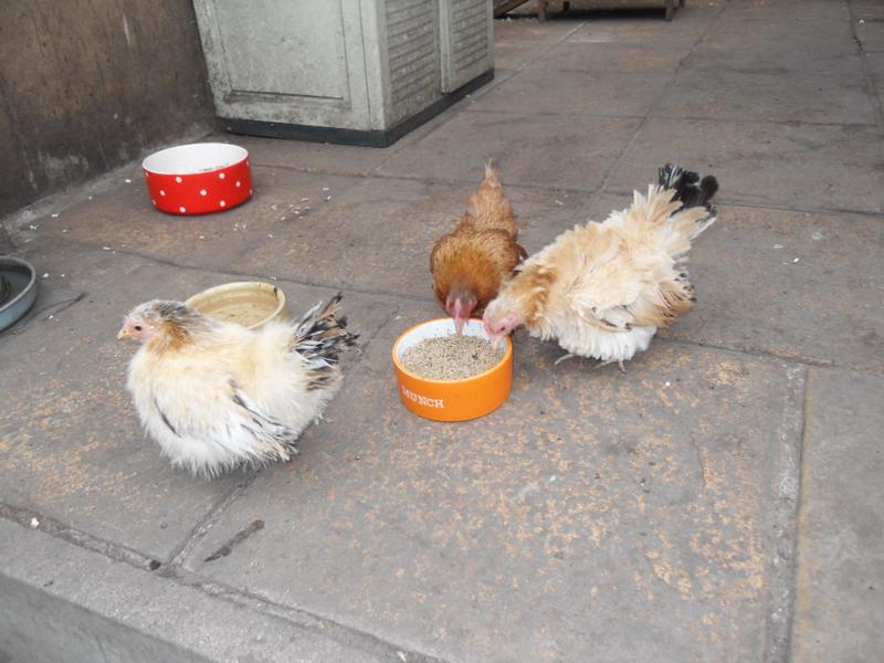 They find the food dish on the patio