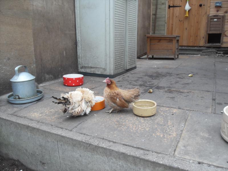 Dandelion and Cinnamon finally discovered the food was here