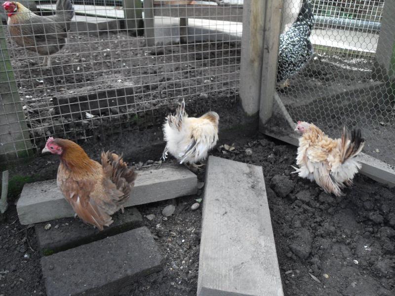 Three new girls in a corner