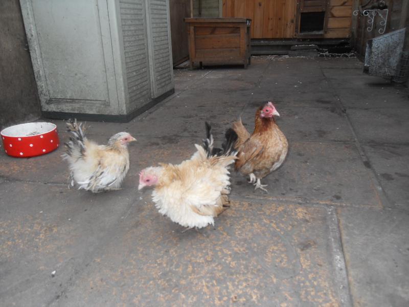 The three girls on the patio