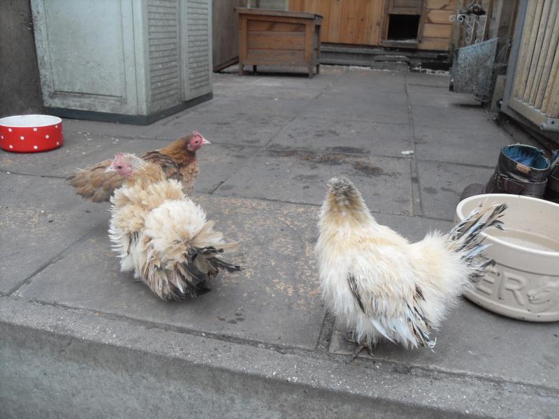 All three new girls on the patio together for the first time