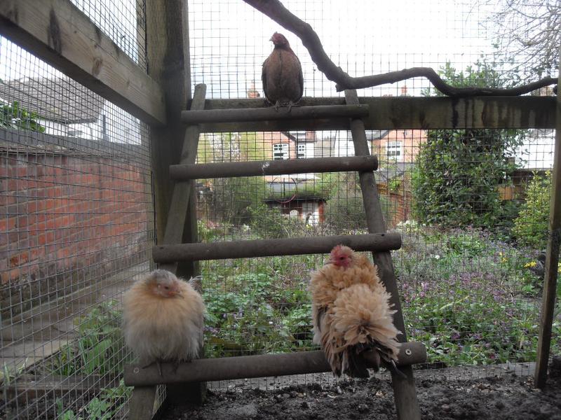 The three new girls perching