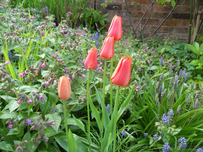 Another clump of tulips in a sea of pulminaria